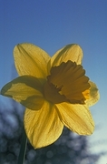 Daffodil Magnet