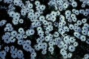 Daisy Magnet