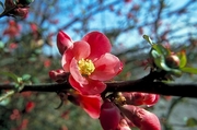 Flowering Quince Magnet