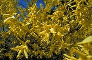 Forsythia Magnet