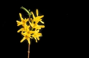 Forsythia Magnet