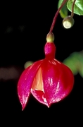 Fuchsia Magnet