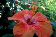 Hibiscus Magnet