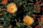 Ice Plant Magnet