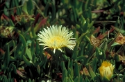 Ice Plant Magnet