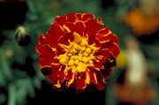 Marigold Magnet