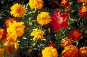 Marigold Magnet