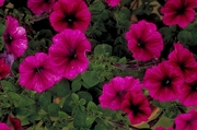 Petunia Magnet