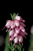 Pink Flower Magnet