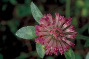 Pink Flower Magnet