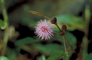 Pink Flower Magnet