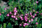 Pink Flower Magnet