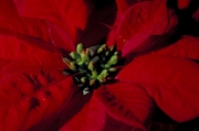 Poinsettia Magnet