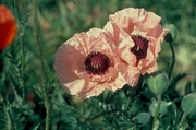 Poppy Magnet