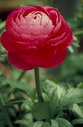 Ranunculus Magnet