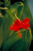 Red Flower Magnet