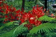 Red Flower Magnet