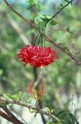 Red Flower Magnet