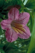 Ruellia Magnet