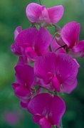 Sweet Pea Magnet