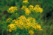 Tansy Magnet