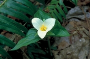 Trillium Magnet