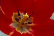 Tulip Magnet