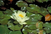 Water Lily Magnet