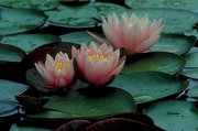 Water Lily Magnet