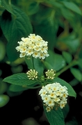 White Flower Magnet