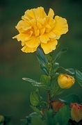 Yellow Flower Magnet