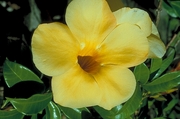 Yellow Flower Magnet