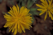 Yellow Flower Magnet