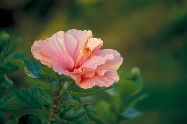 Hibiscus