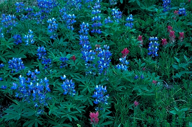 Lupine