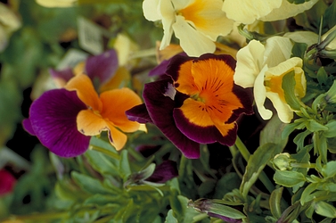 Pansy