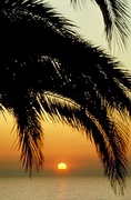 Palm Tree Sunset Poster