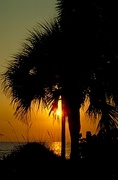 Palm Tree Sunset Poster