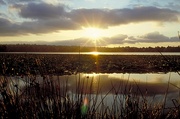 Sunset and Dunegrass Poster