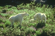 Mountain Goat Mousepad