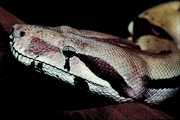 Common Boa constrictor Poster