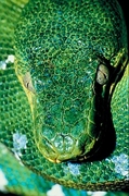 Emerald Tree boa Poster