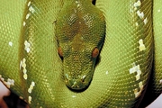 Green Tree python Poster