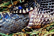 Kingsnake Poster