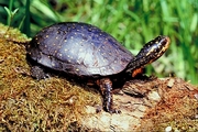 Spotted turtle T-Shirt