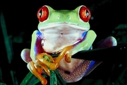 Tropical Red-eyed tree frog Poster