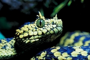 Usambara Mountain viper Poster