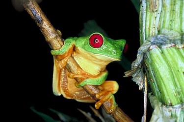 Red-eyed tree frog