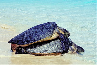 Sea turtle