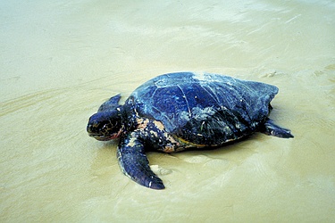 Sea turtle